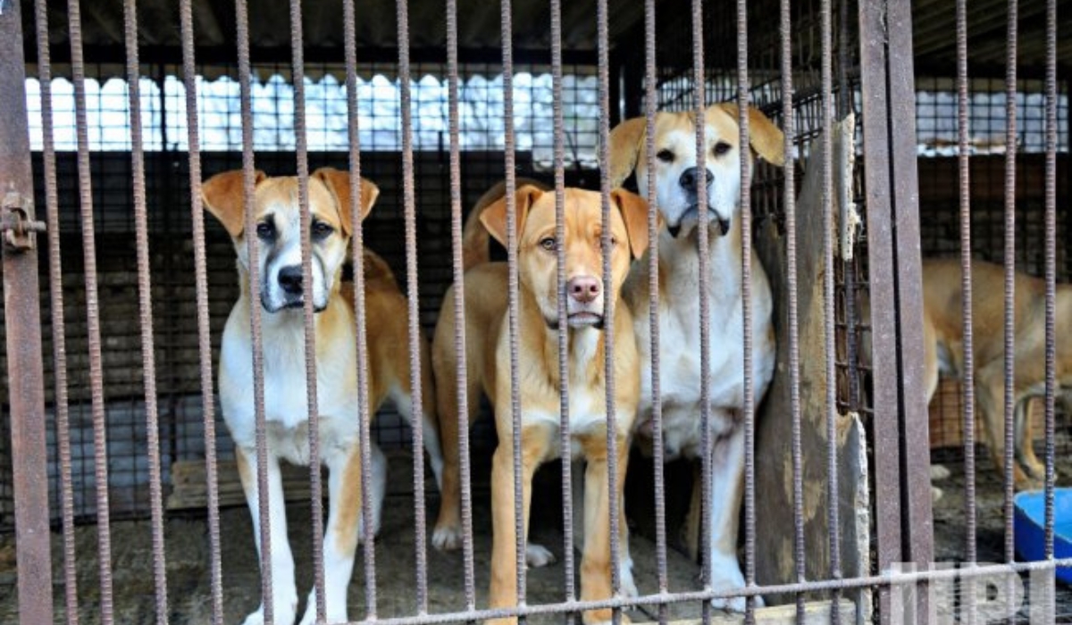 South Korea has implemented a law prohibiting the trade of Dog Meat